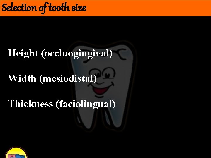 Selection of tooth size Height (occluogingival) Width (mesiodistal) Thickness (faciolingual) 