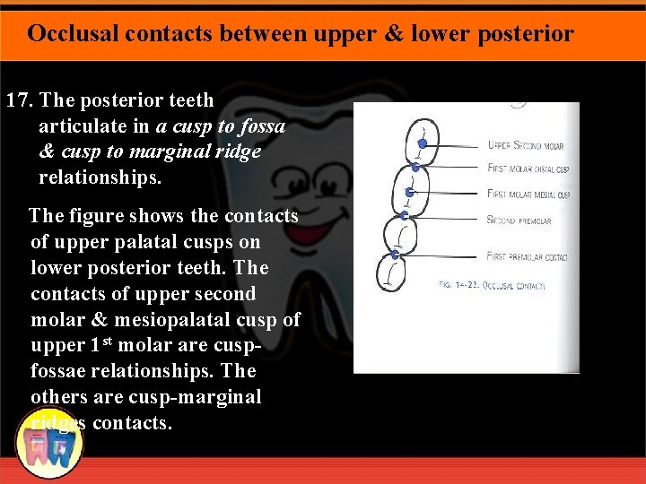 Occlusal contacts between upper & lower posterior 17. The posterior teeth articulate in a