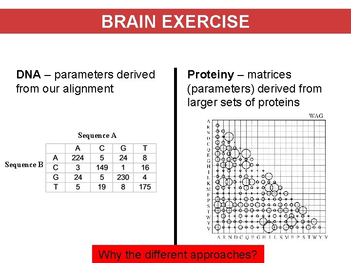 BRAIN EXERCISE DNA – parameters derived from our alignment Proteiny – matrices (parameters) derived
