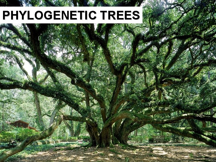 PHYLOGENETIC TREES 