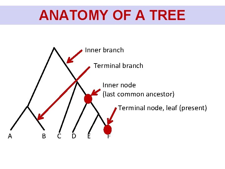 ANATOMY OF A TREE Inner branch Terminal branch Inner node (last common ancestor) Terminal