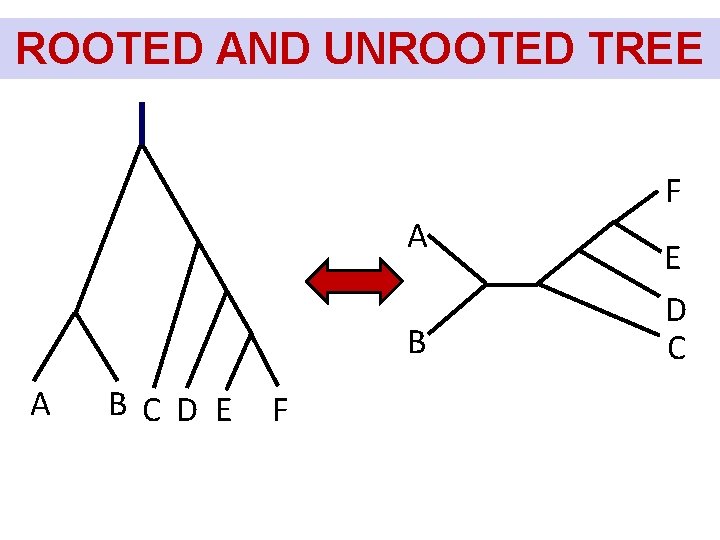 ROOTED AND UNROOTED TREE F A BC D E F E D C 
