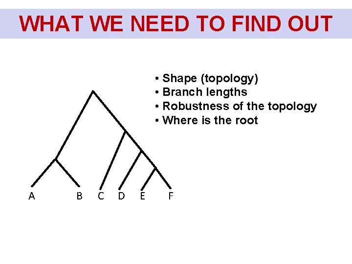 WHAT WE NEED TO FIND OUT Co chceme u stromu zjistit? • Shape (topology)