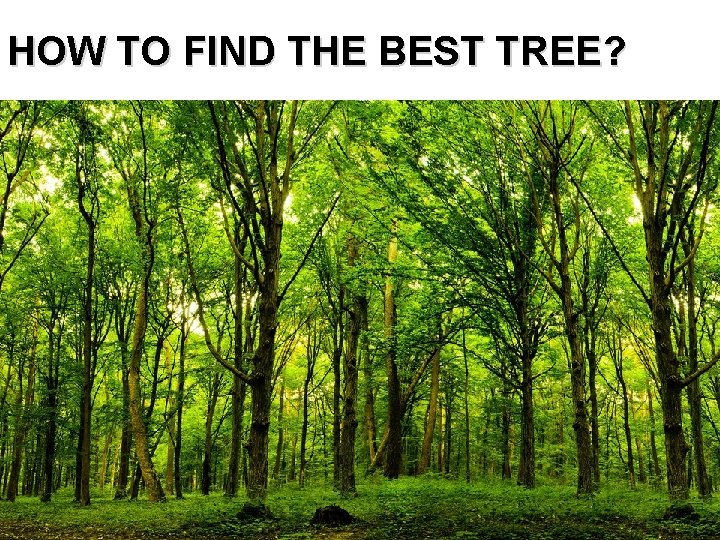 HOW TO FIND THE BEST TREE? 