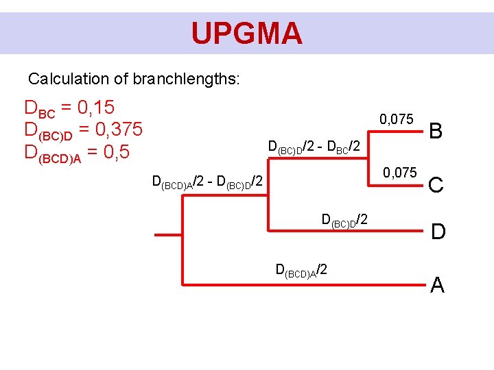 UPGMA Calculation of branchlengths: DBC = 0, 15 D(BC)D = 0, 375 D(BCD)A =