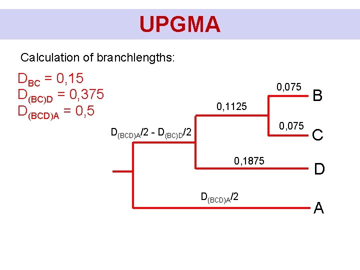 UPGMA Calculation of branchlengths: DBC = 0, 15 D(BC)D = 0, 375 D(BCD)A =