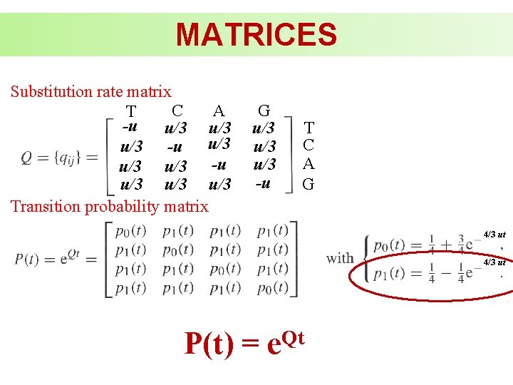 MATRICES Substitution rate matrix C A T -u u/3 u/3 u/3 -u u/3 u/3