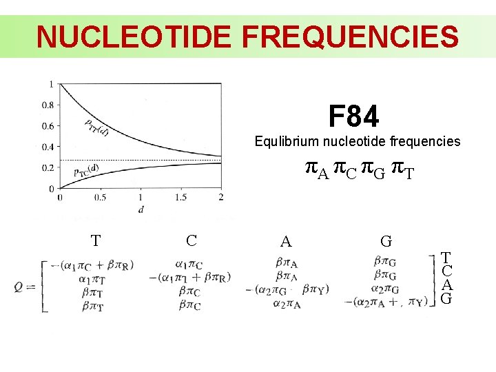 NUCLEOTIDE FREQUENCIES F 84 Equlibrium nucleotide frequencies πA πC πG πT T C A