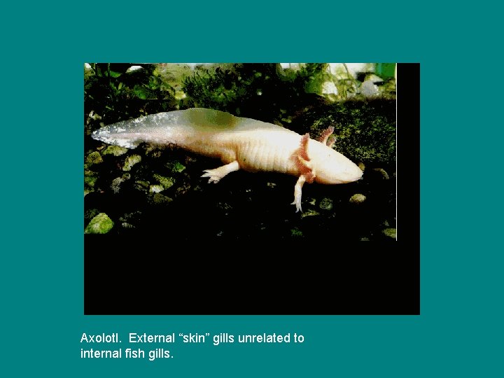 Axolotl. External “skin” gills unrelated to internal fish gills. 