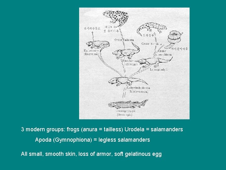 3 modern groups: frogs (anura = tailless) Urodela = salamanders Apoda (Gymnophiona) = legless