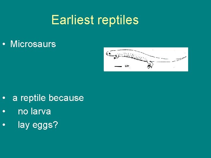 Earliest reptiles • Microsaurs • a reptile because • no larva • lay eggs?