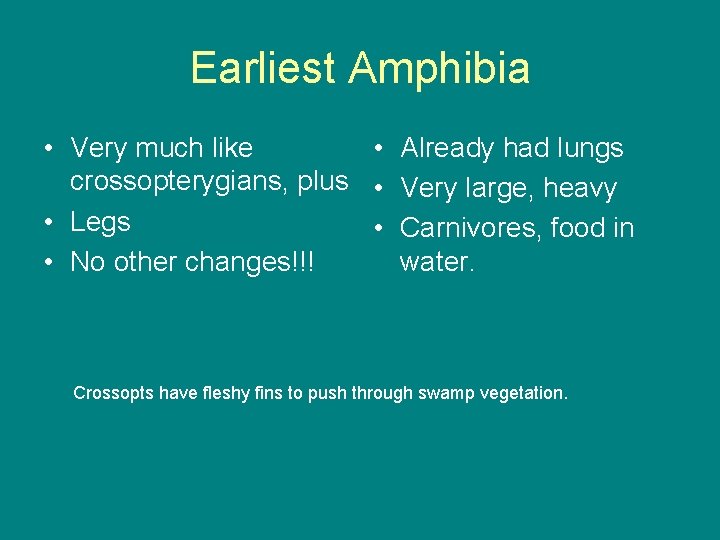 Earliest Amphibia • Very much like • Already had lungs crossopterygians, plus • Very
