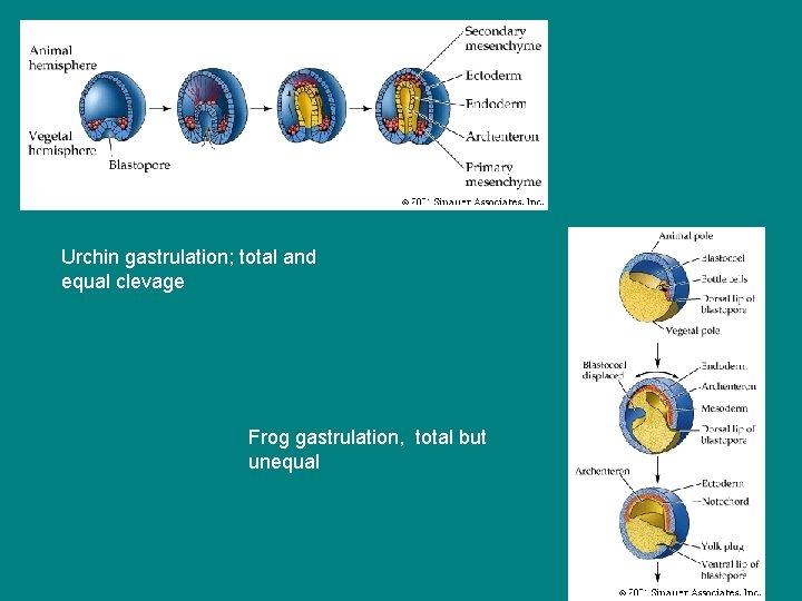 Urchin gastrulation; total and equal clevage Frog gastrulation, total but unequal 