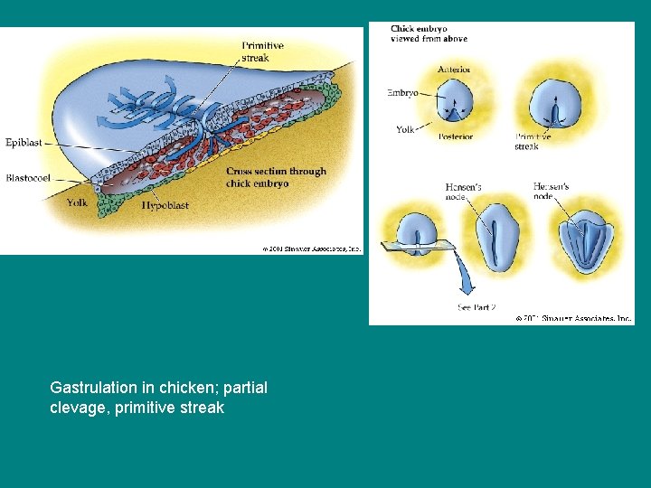 Gastrulation in chicken; partial clevage, primitive streak 
