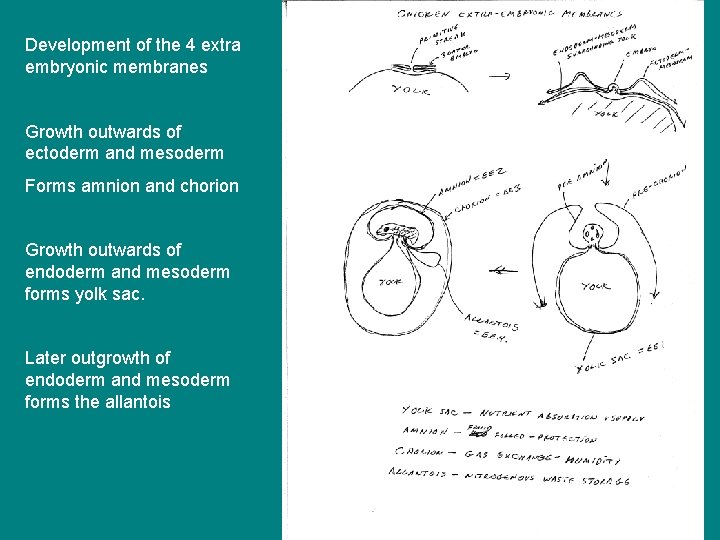 Development of the 4 extra embryonic membranes Growth outwards of ectoderm and mesoderm Forms