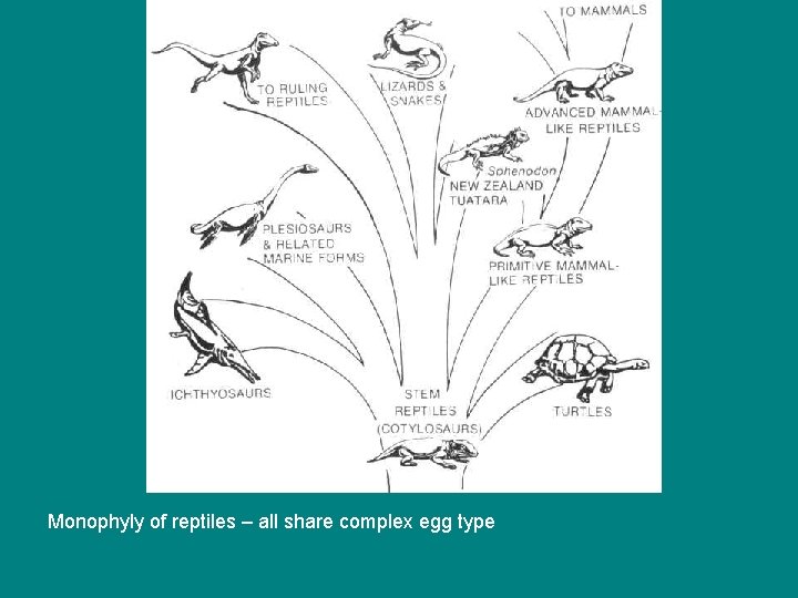 Monophyly of reptiles – all share complex egg type 
