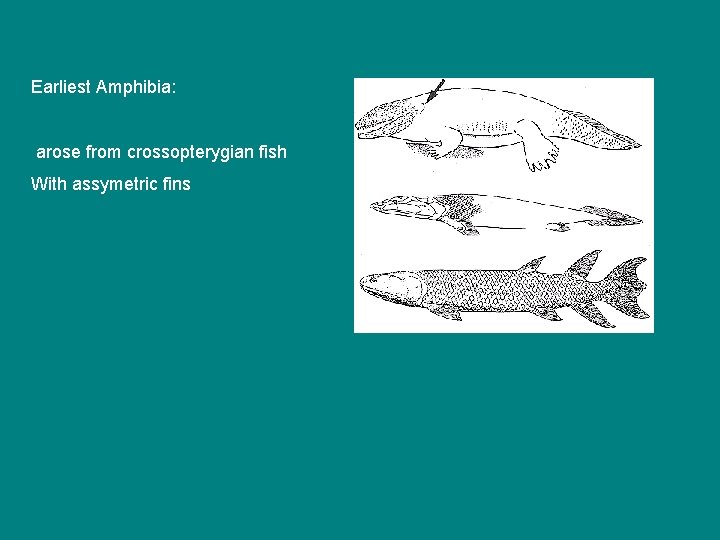 Earliest Amphibia: arose from crossopterygian fish With assymetric fins 
