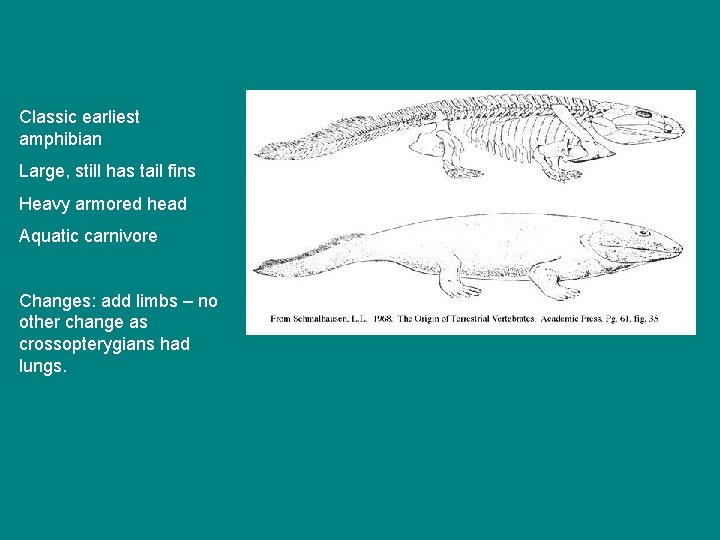 Classic earliest amphibian Large, still has tail fins Heavy armored head Aquatic carnivore Changes: