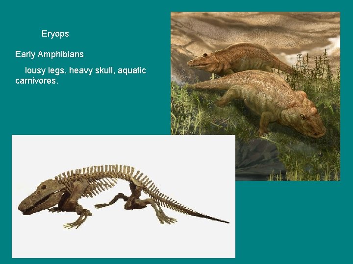 Eryops Early Amphibians lousy legs, heavy skull, aquatic carnivores. 