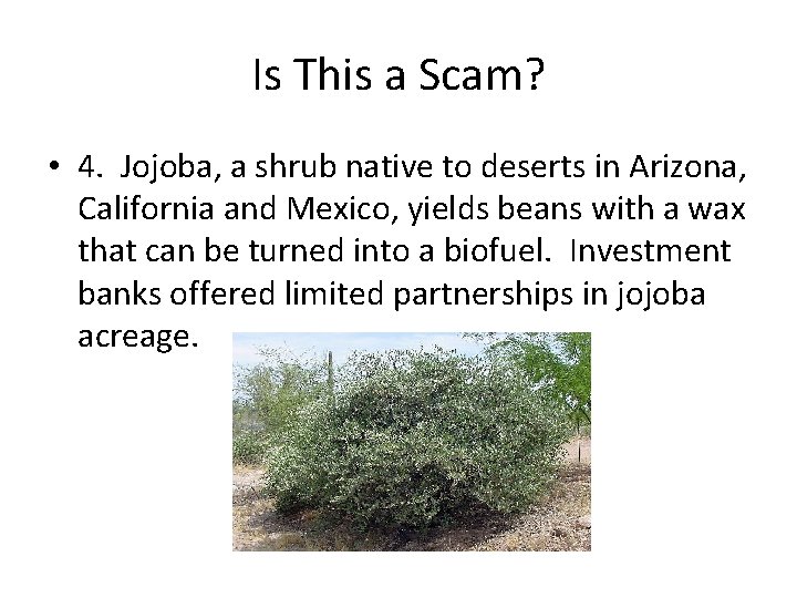 Is This a Scam? • 4. Jojoba, a shrub native to deserts in Arizona,