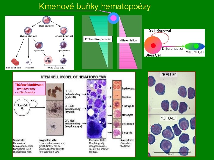 Kmenové buňky hematopoézy Tkáňové kultivace - funkční testy - vitální buňky 