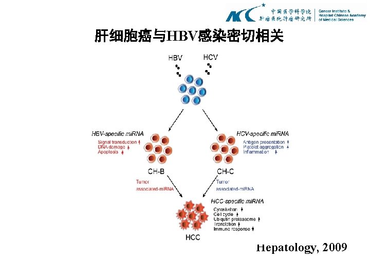 肝细胞癌与HBV感染密切相关 Hepatology, 2009 