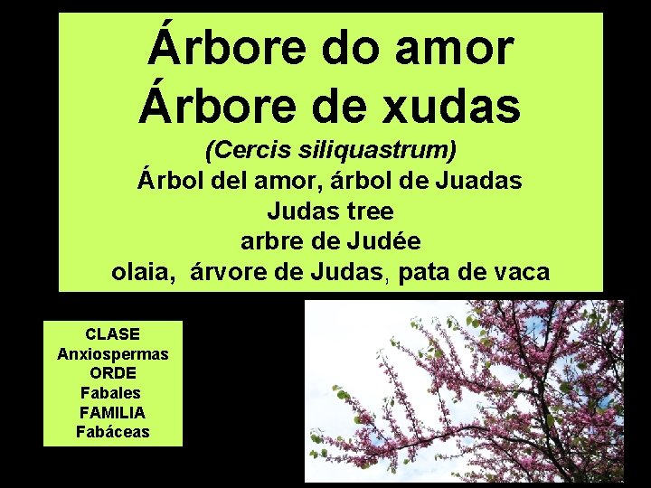 Árbore do amor Árbore de xudas (Cercis siliquastrum) Árbol del amor, árbol de Juadas