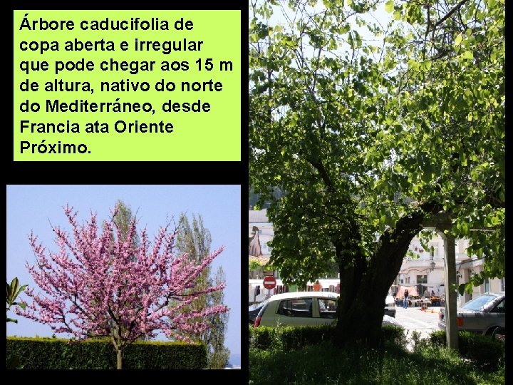 Árbore caducifolia de copa aberta e irregular que pode chegar aos 15 m de