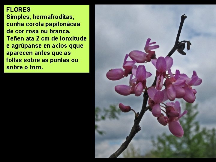 FLORES Simples, hermafroditas, cunha corola papilonácea de cor rosa ou branca. Teñen ata 2