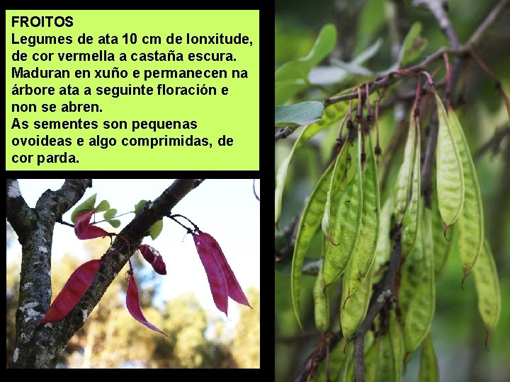 FROITOS Legumes de ata 10 cm de lonxitude, de cor vermella a castaña escura.