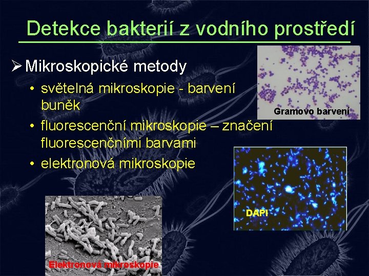 Detekce bakterií z vodního prostředí Ø Mikroskopické metody • světelná mikroskopie - barvení buněk