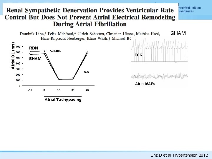 Atrial CL (ms) SHAM RDN p=0. 002 ECG SHAM n. s. Atrial MAPs Atrial