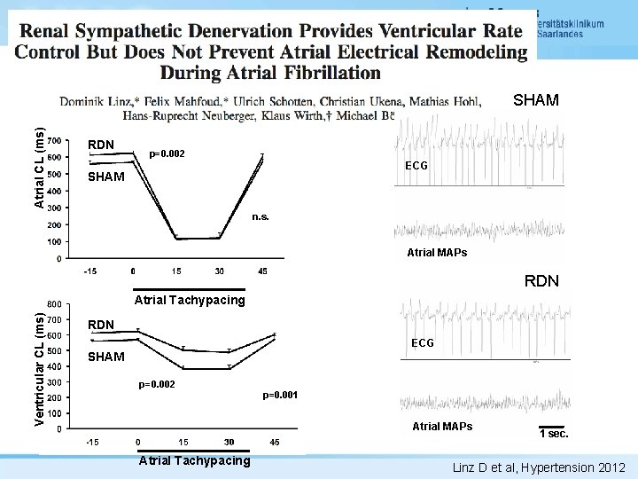 Atrial CL (ms) SHAM RDN p=0. 002 ECG SHAM n. s. Atrial MAPs RDN
