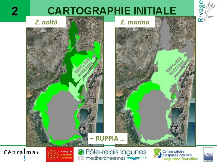 2 CARTOGRAPHIE INITIALE Z. noltii Z. marina + RUPPIA … 