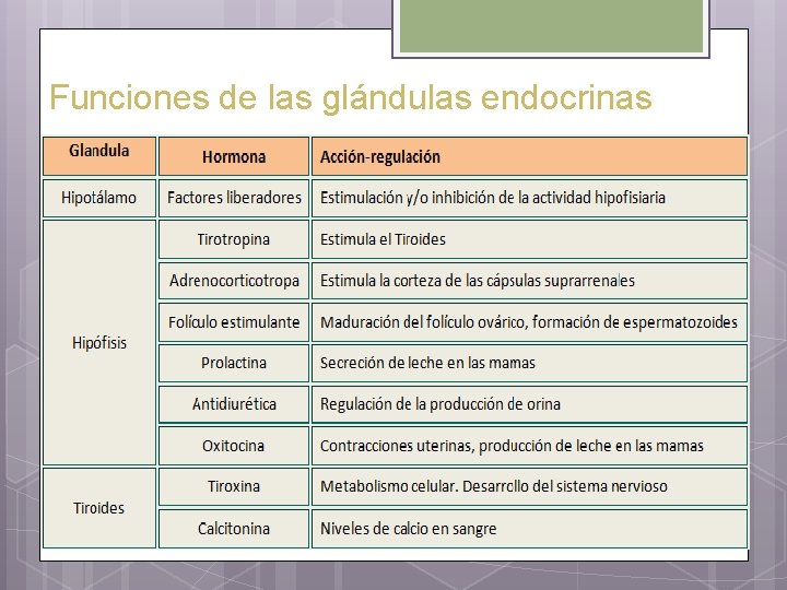 Sistema Endocrino Objetivo Describir las caractersticas y funciones