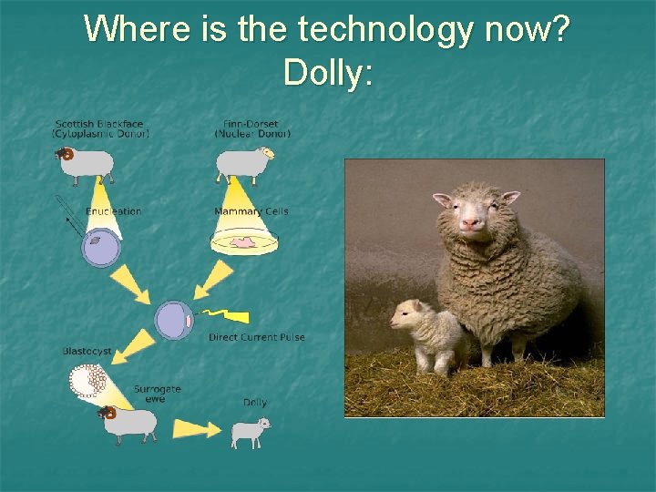 Where is the technology now? Dolly: 