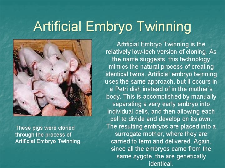 Artificial Embryo Twinning These pigs were cloned through the process of Artificial Embryo Twinning