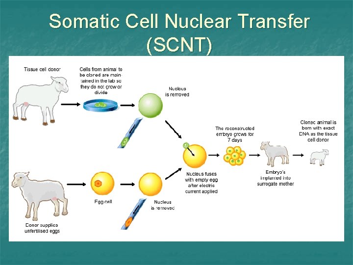 Somatic Cell Nuclear Transfer (SCNT) 