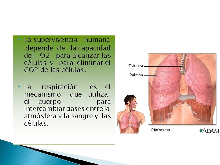  La supervivencia humana depende de la capacidad del O 2 para alcanzar las