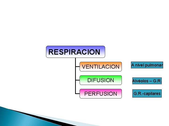 RESPIRACION VENTILACION A nivel pulmonar DIFUSION Alvéolos – G. R. PERFUSION G. R. -capilares