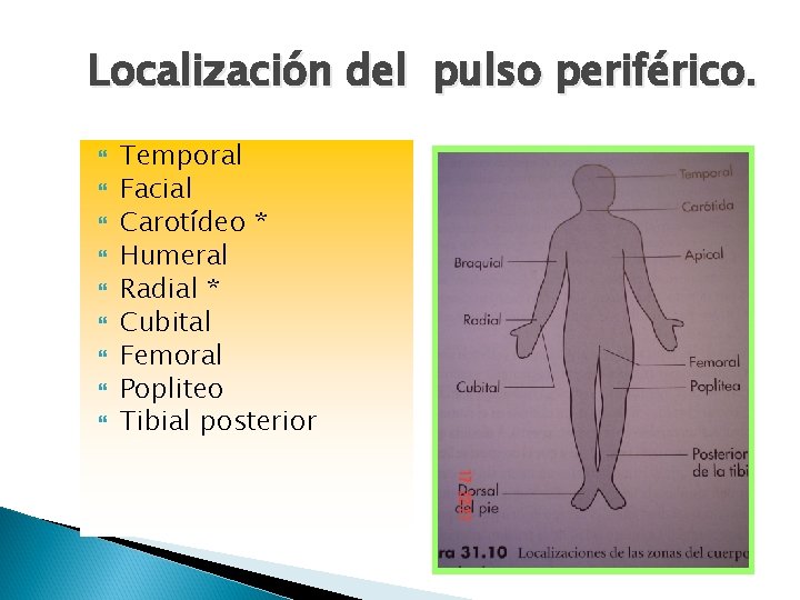Localización del pulso periférico. Temporal Facial Carotídeo * Humeral Radial * Cubital Femoral Popliteo