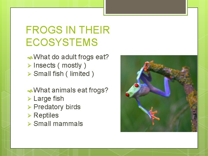 FROGS IN THEIR ECOSYSTEMS What do adult frogs eat? Ø Insects ( mostly )