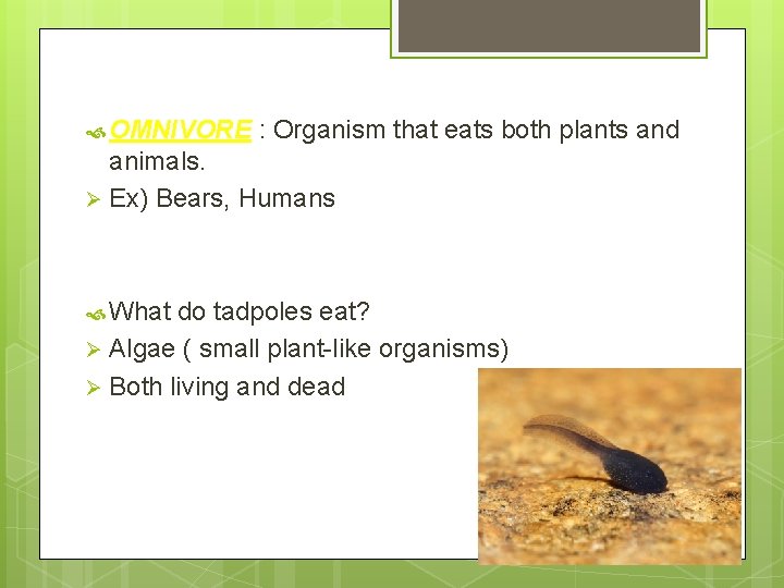  OMNIVORE : Organism that eats both plants and animals. Ø Ex) Bears, Humans