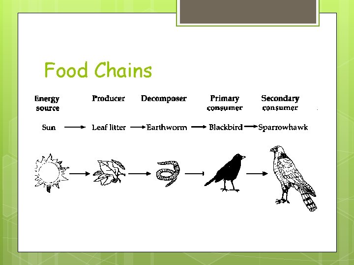 Food Chains 
