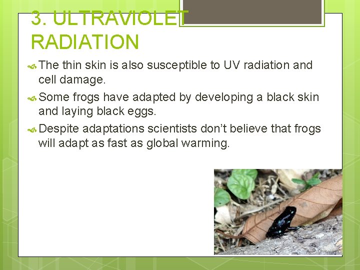 3. ULTRAVIOLET RADIATION The thin skin is also susceptible to UV radiation and cell