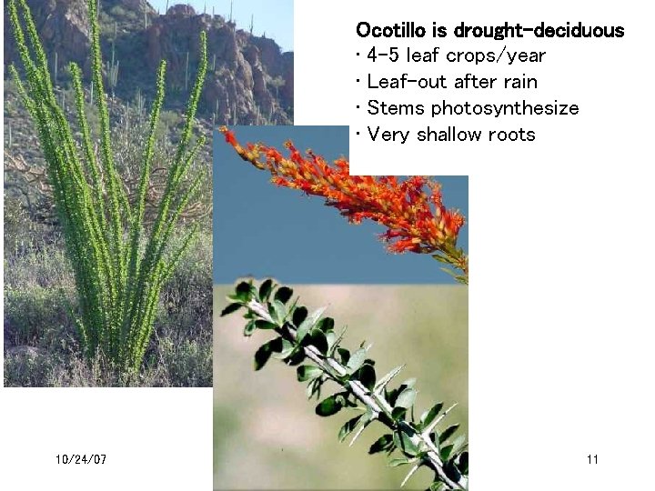 Ocotillo is drought-deciduous • 4 -5 leaf crops/year • Leaf-out after rain • Stems