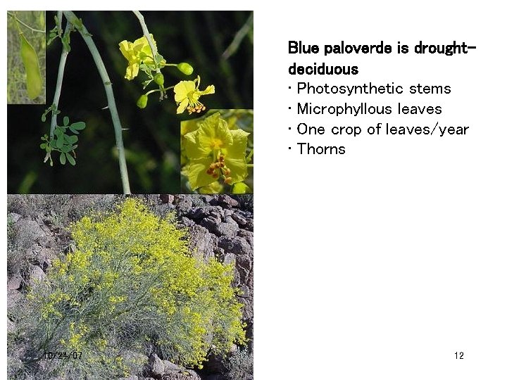 Blue paloverde is droughtdeciduous • Photosynthetic stems • Microphyllous leaves • One crop of