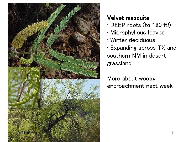 Velvet mesquite • DEEP roots (to 160 ft!) • Microphyllous leaves • Winter deciduous