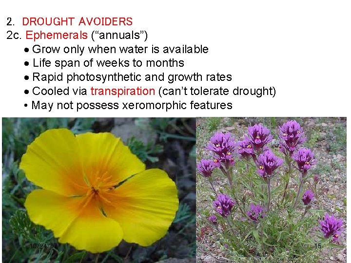 2. DROUGHT AVOIDERS 2 c. Ephemerals (“annuals”) Grow only when water is available Life