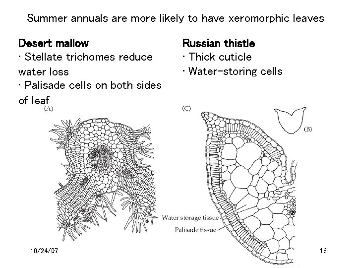 Summer annuals are more likely to have xeromorphic leaves Desert mallow • Stellate trichomes